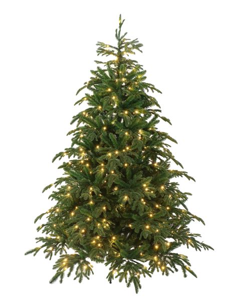 Fraser Fir Christmas Tree