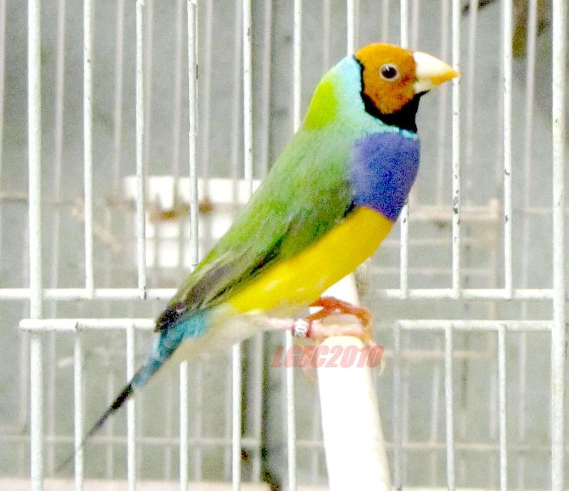 Breeding gouldian finches in sales captivity