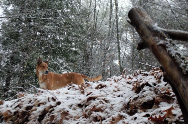 can carolina dog be red