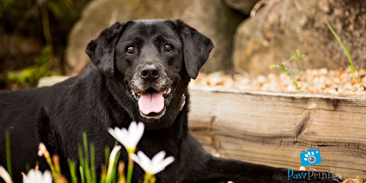 Senior Labrador 