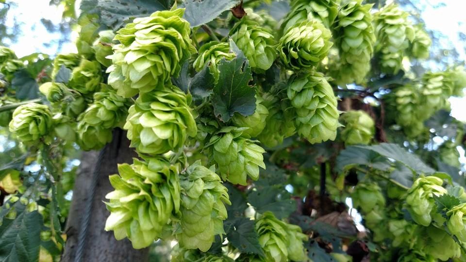 Teamaker Hop Pellets 4 oz