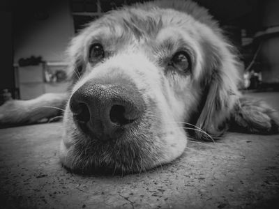 Animal Communication Animal Communication