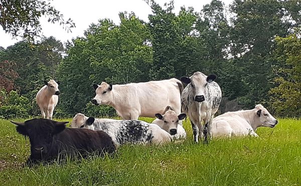 All 6 of our J West British Whites are expecting 2021 highpark calves with Bugsy. So Excited!!!