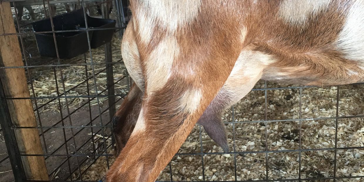 Lorberau Legacy Farms photo 13