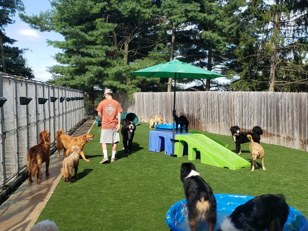 Man with multiple dogs in a fenced yard with play equipment.