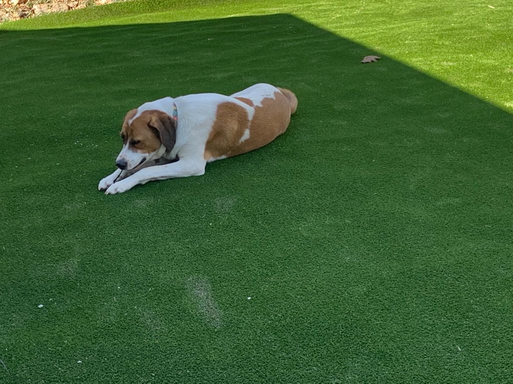 Dog lying on green grass.