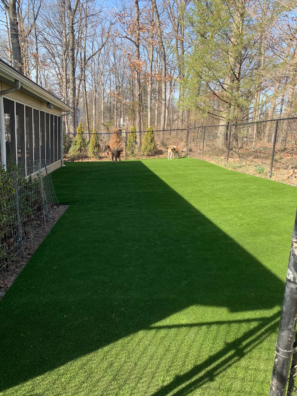 Two dogs playing in a fenced backyard with green grass.