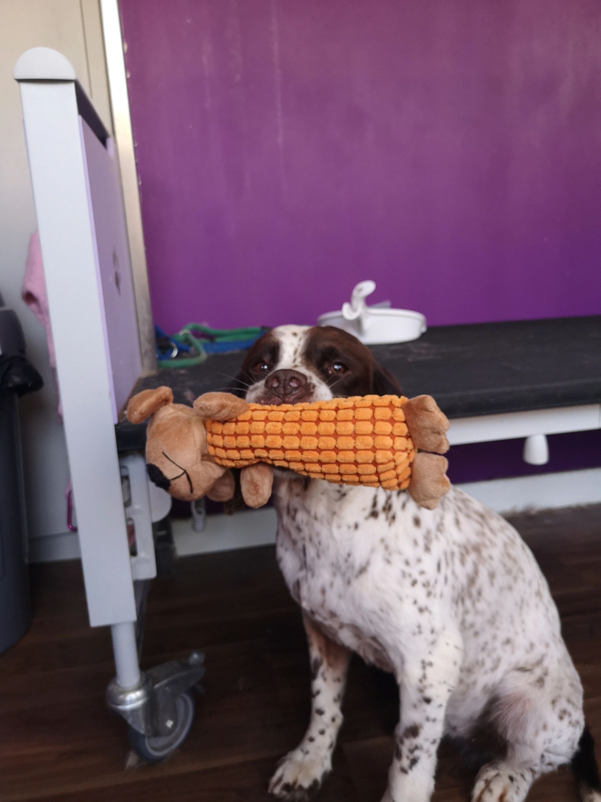 Phoenix Dog Grooming