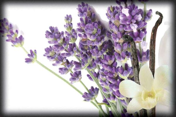 Lavender & Vanilla Fragrance Oil