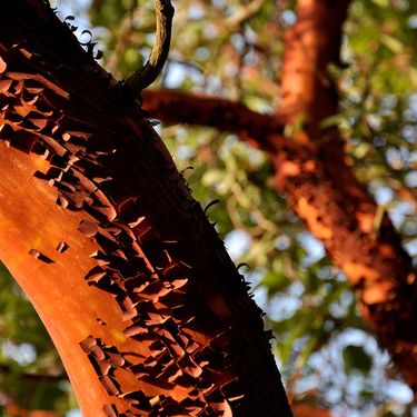 Antique Sandalwood Fragrance Oil