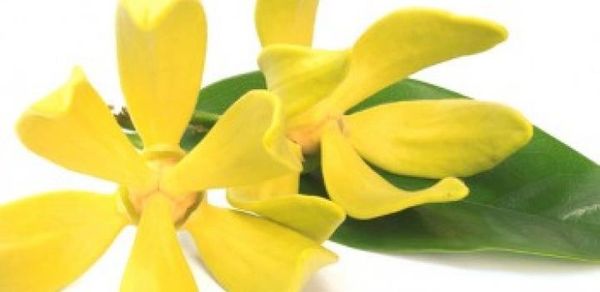 Ylang Ylang Fragrance Oil