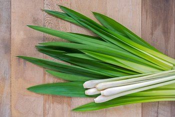 Lemongrass Aromatherapy Oils