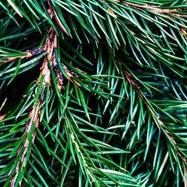 Fraser Fir Fragrance Oil