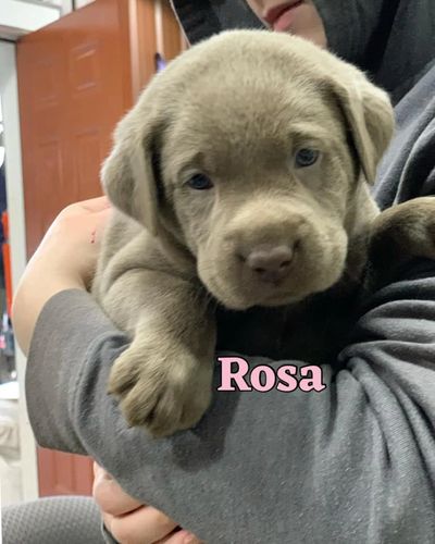 Silver Lab Pup For Sale near VT, CT, Ohio, PA, WV, VA, RI, Maine, Massachusetts, NH, New York