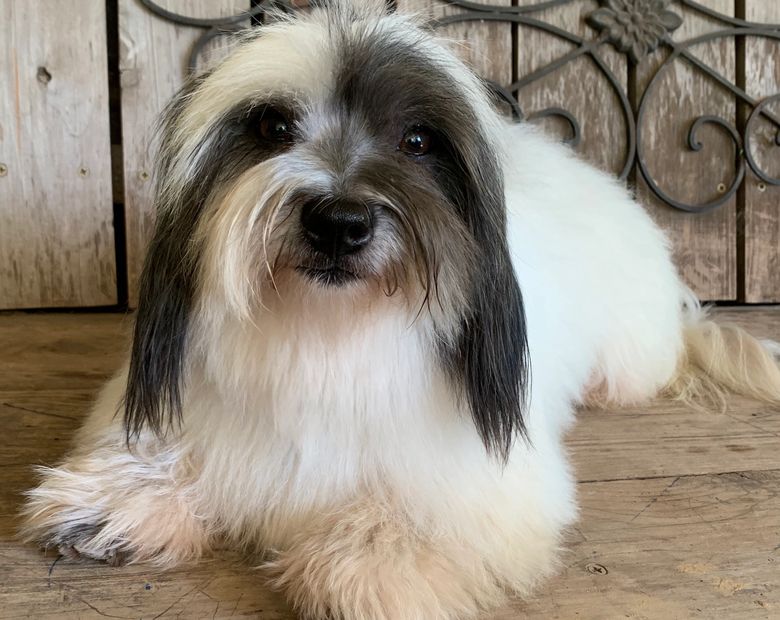 Lone Star Cotons Coton De Tulears in Texas, Coton De Tulear Puppies