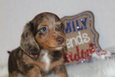 Puppy Deposit Contract | Red Barn Farms Minis