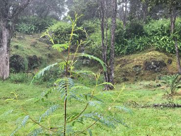 Koa tree that was planted about 6 months ago