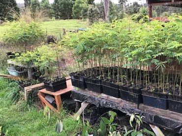 Plants everywhere, waiting to get big and strong before being planted. 