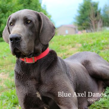 blue great dane with light brown eyes