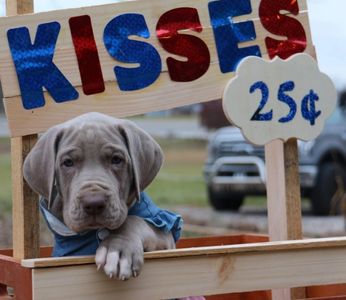 european Lilac great dane in Kentucky 
White paw