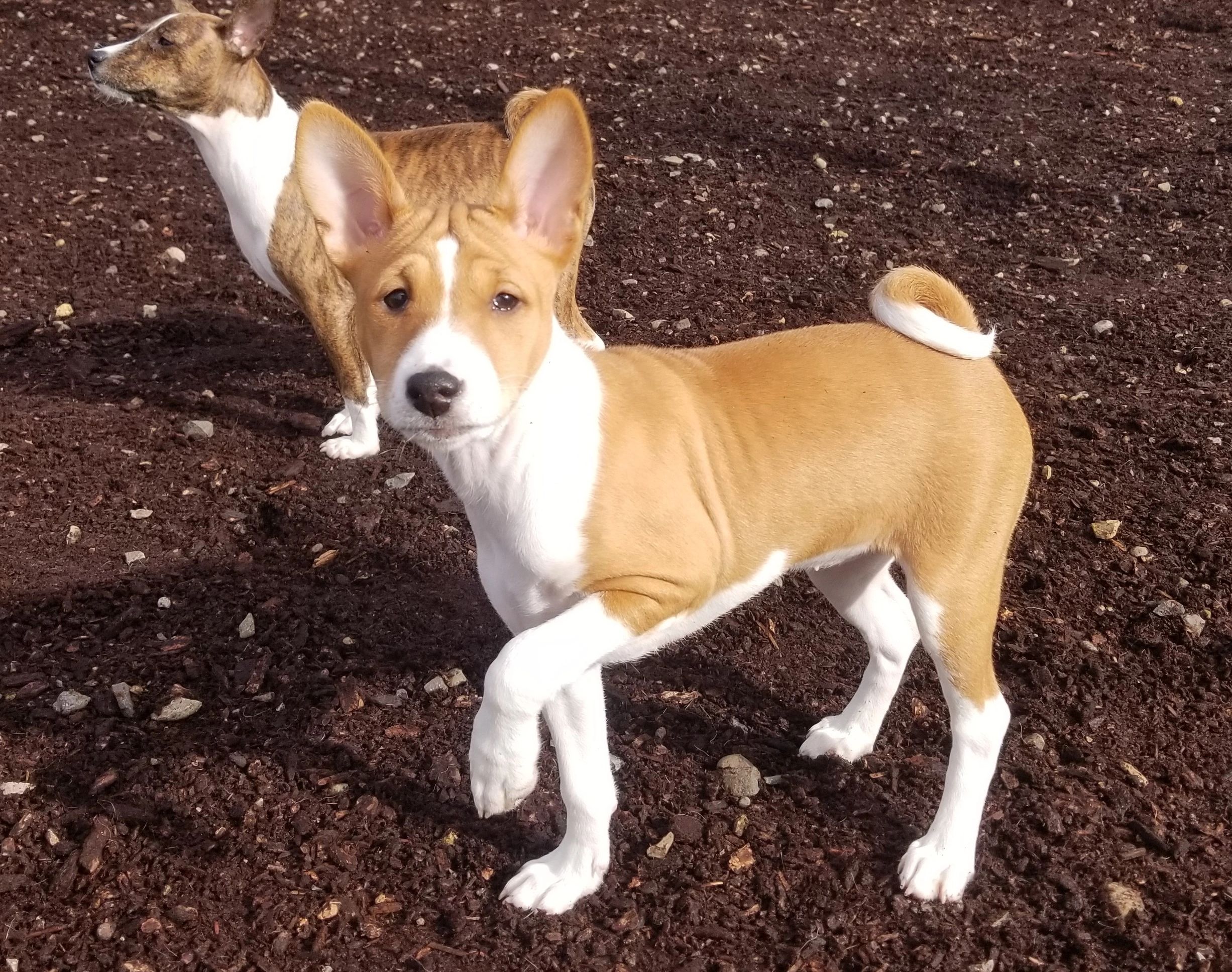 how much does a basenji dog cost