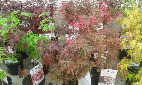 shrubs