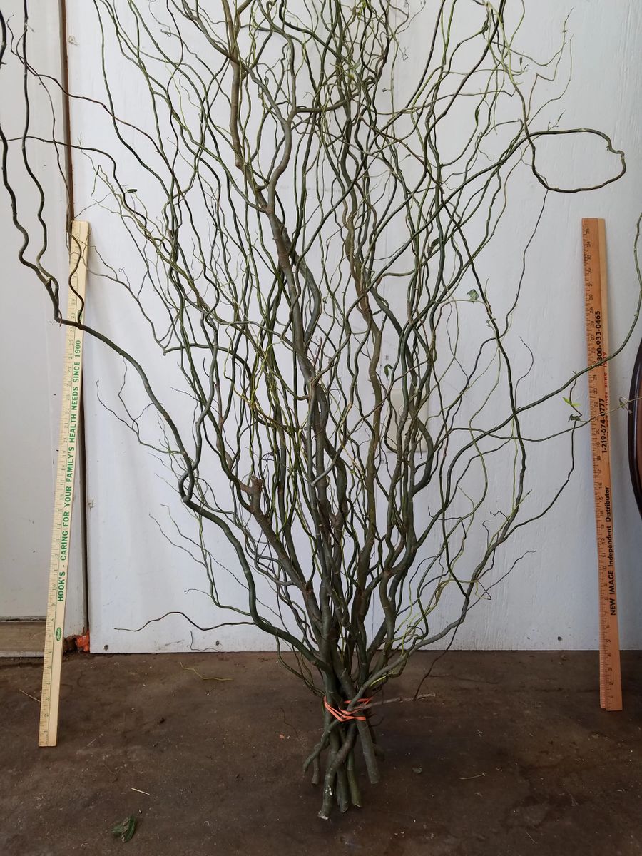 Curly Willow – Easy To Grow Bulbs