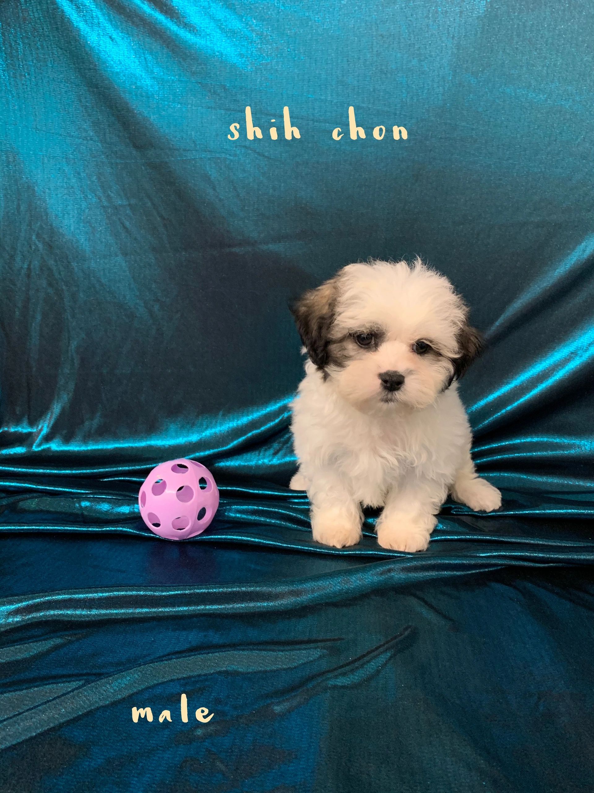 Breeder Info Ohio Puppy