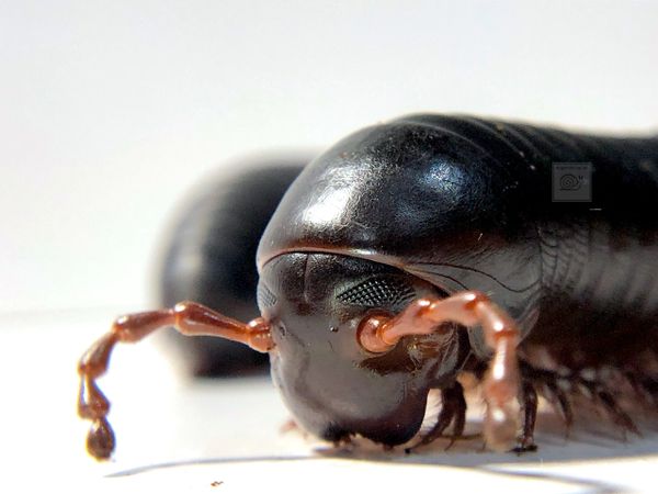 giant millipede head