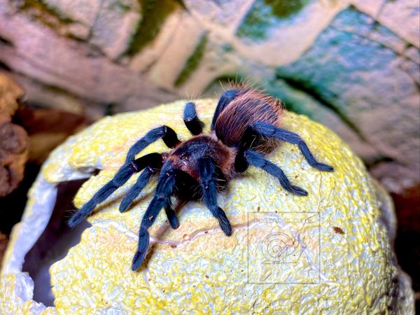 Tliltocatl vagans, Mexican Red Rump, Juvenile