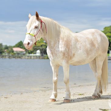 beach horseback riding