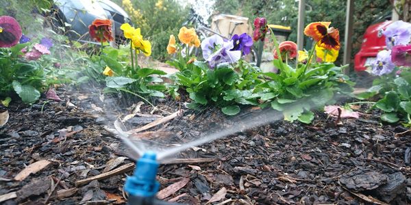 Micro spray watering flowers