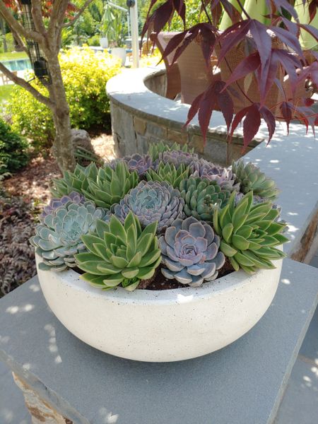 Large succulent planter