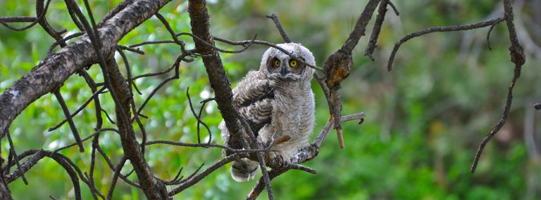 Great Horned Owl in a Ponderosa pine tree; environmental consulting in the Okanagan 