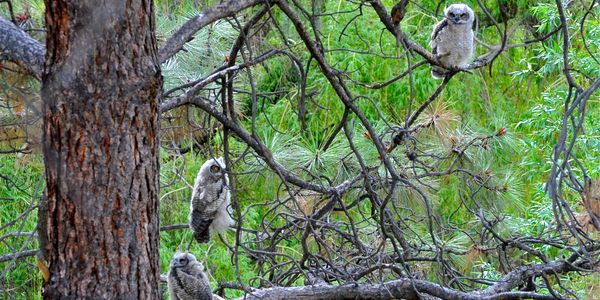 Three Pine Environmental Consulting Kelowna, BC 
Great horned owls in Ponderosa pine