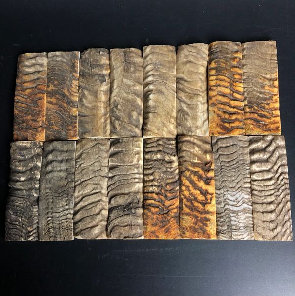 Ram Horn Scales -Approx. 5 x 1.72 x .37"