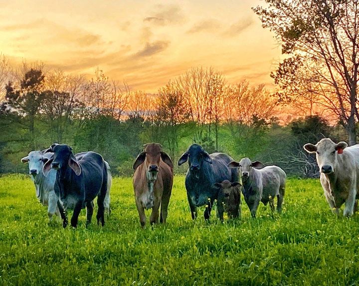 Eastern Brahman Breeders Association American Brahman Cattle Often referred to as crossbreeding's common denominator, the american brahman influence in the beef industry is felt. eastern brahman breeders association