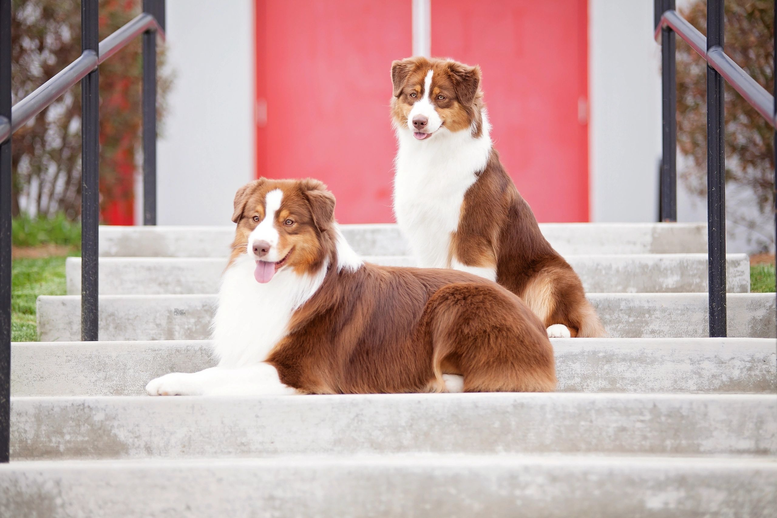 Tango and his lovely daughter Charm