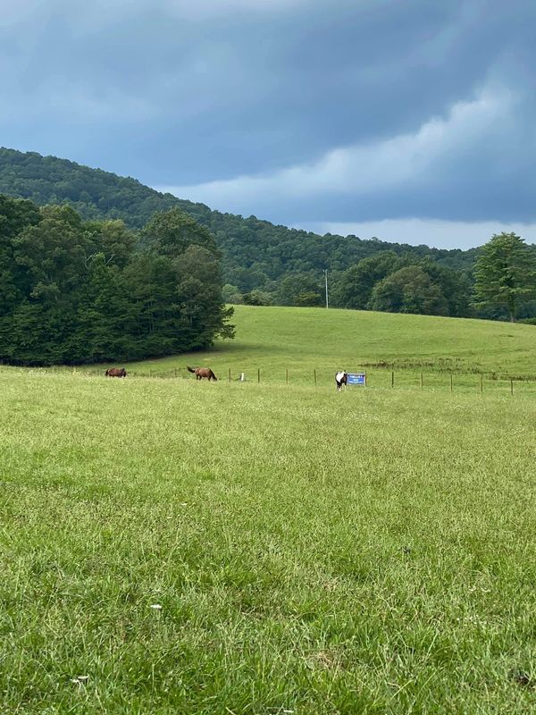 horses in pasture storm clouds at Facowee Farms