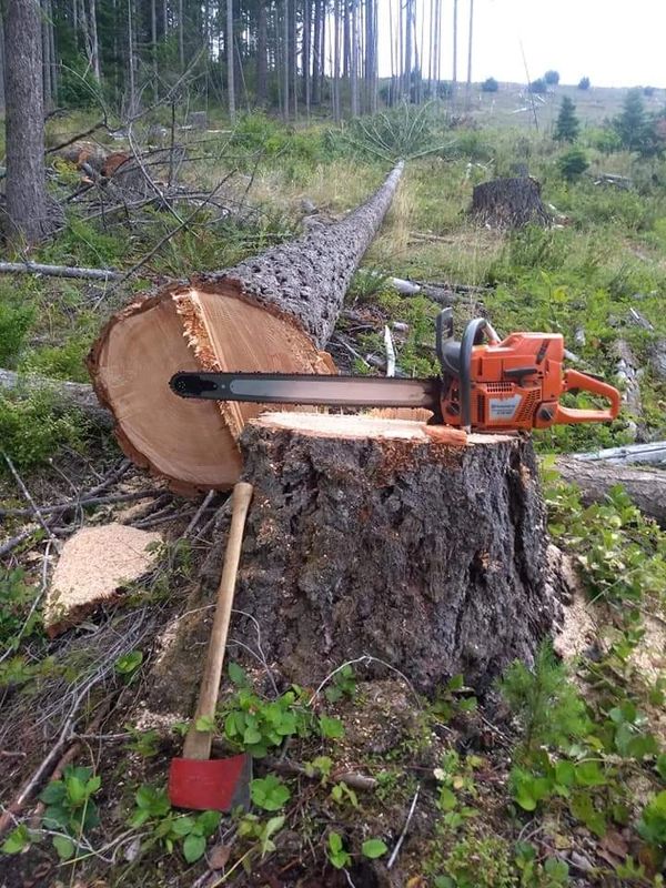 chainsaw and tree
