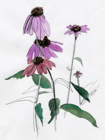 Purple  Coneflower
Echinacea
sketch