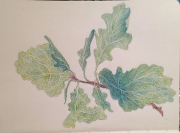 oak leaf
colored pencil