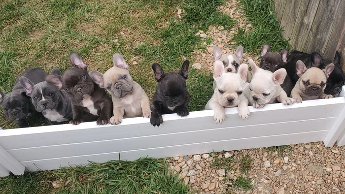 French Bulldog Breeders