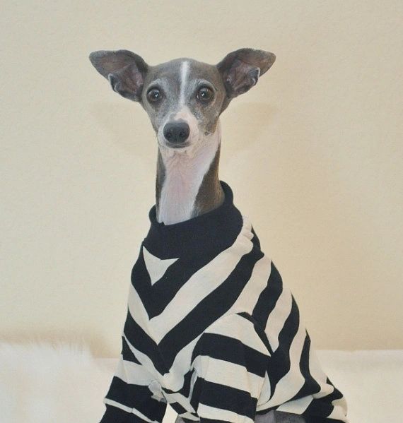 black and white striped dog shirt