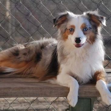 Rhetta Toy Aussie Blue Merle