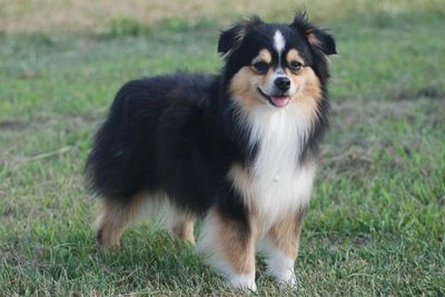 Toy Aussie Black Tri 