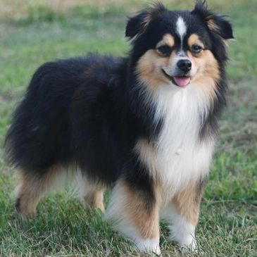 Black Tri Toy Aussie 