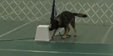 Police K9