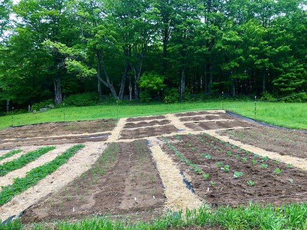 Veggie garden prep.