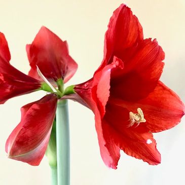 Amaryllis flower